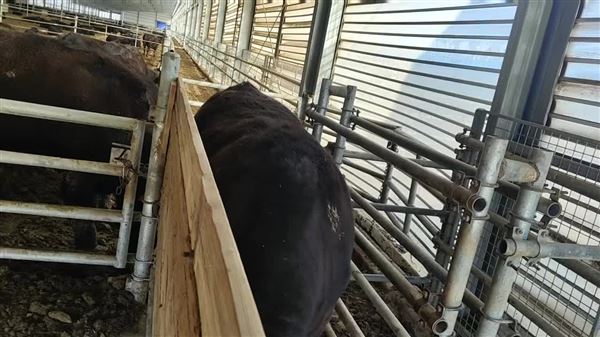 牛飲水稱重系統(tǒng)