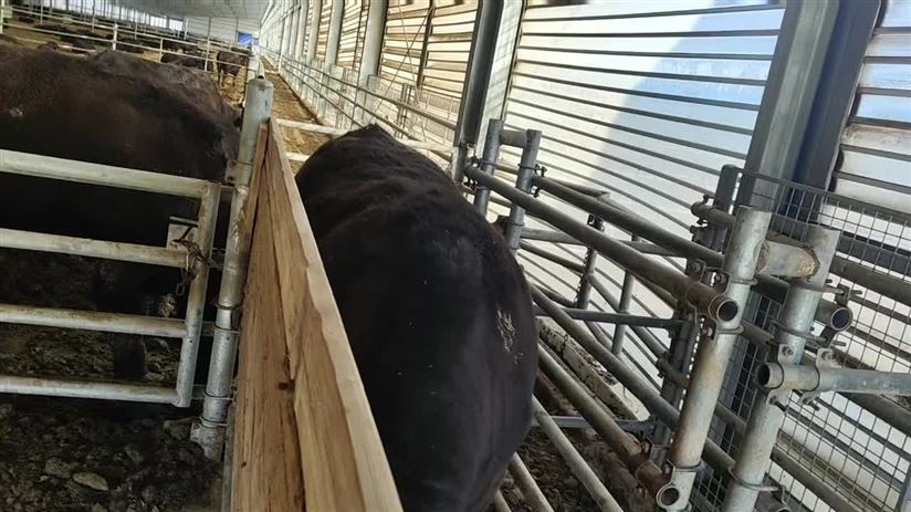 牛飲水稱重系統(tǒng)