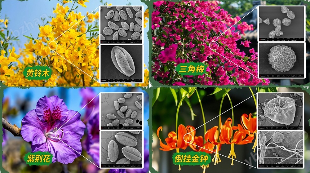 扫描电子显微电镜SEM