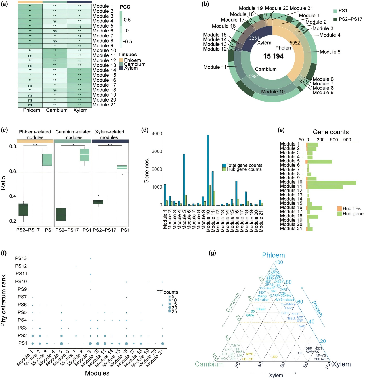 DAP-seq助力揭示杨树次生维管系统发育遗传调控机制