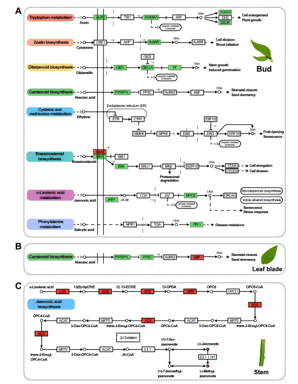 圖11.png DAP-seq助力揭示PagHSF4調控楊樹生長發育與耐鹽性的分子機制