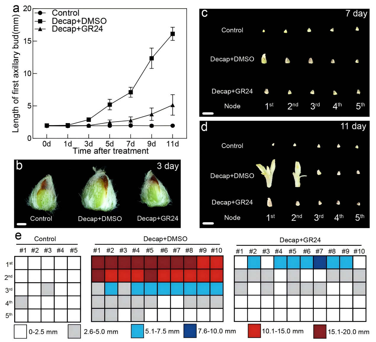 图1.png DAP-seq技术助力揭示独脚金内酯调控苹果腋芽生长的分子机制